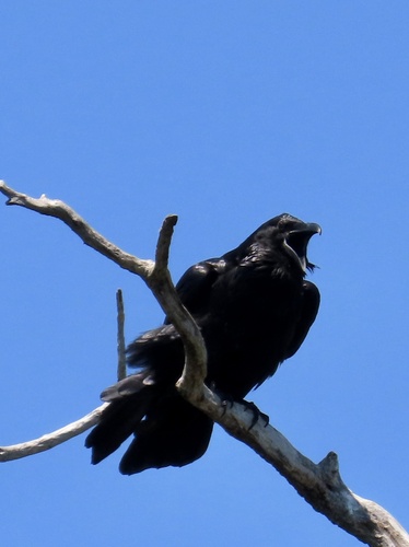 Common Raven photographed in New Jersey