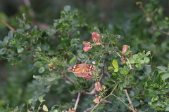 Serjania brachycarpa