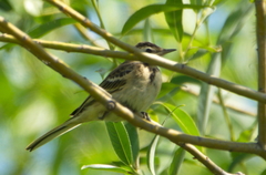 Motacilla flava