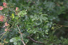 Serjania brachycarpa