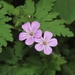 Herb Robert - Photo (c) Josh Emm, some rights reserved (CC BY-NC), uploaded by Josh Emm