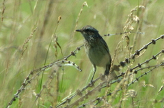 Saxicola rubetra