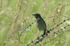 Saxicola rubetra