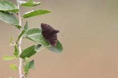 Pellicia arina