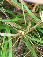 Disonycha stenosticha