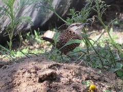 Campylorhynchus jocosus