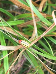 Disonycha stenosticha