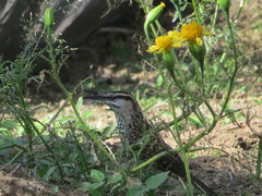 Campylorhynchus jocosus