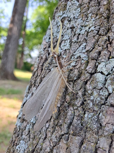 Eastern Dobsonfly