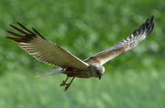 Circus aeruginosus