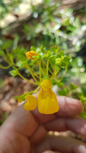 Calceolaria philippii (Calceolaria philippii)