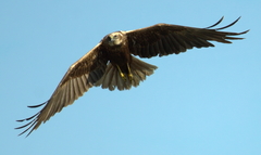 Circus aeruginosus