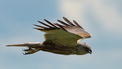 Circus aeruginosus