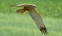 Circus aeruginosus