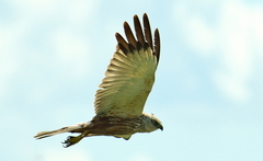Circus aeruginosus