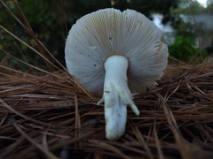 Amanita