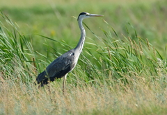 Ardea cinerea