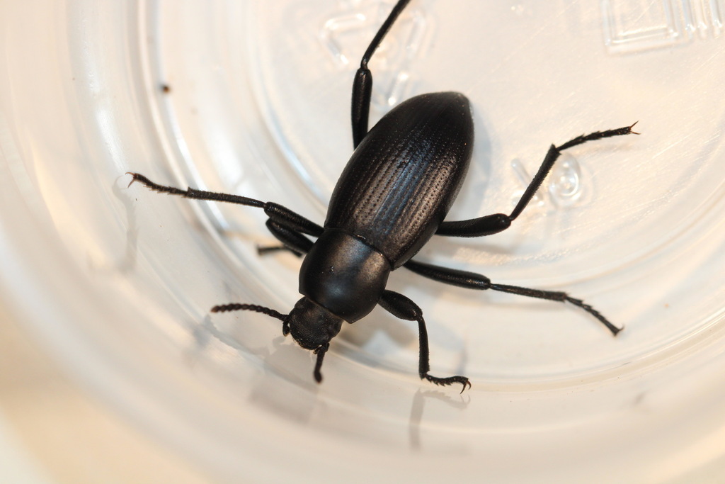 Eleodes anthracina