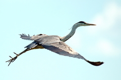 Ardea cinerea