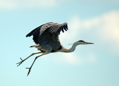 Ardea cinerea
