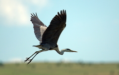 Ardea cinerea