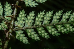 Polystichum silvaticum