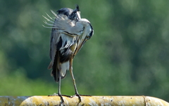 Ardea cinerea