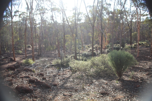 Image of Eucalyptus astringens by (c) Em Lamond, some rights reserved (CC BY)