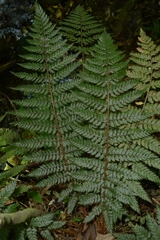 Polystichum silvaticum