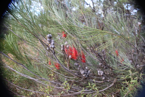 Image of Hakea bucculenta by (c) Em Lamond, some rights reserved (CC BY)