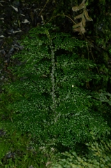 Hymenophyllum flexuosum