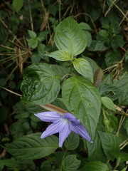 Browallia speciosa, photograph (c) Nolan Exe, some rights reserved (CC BY)
