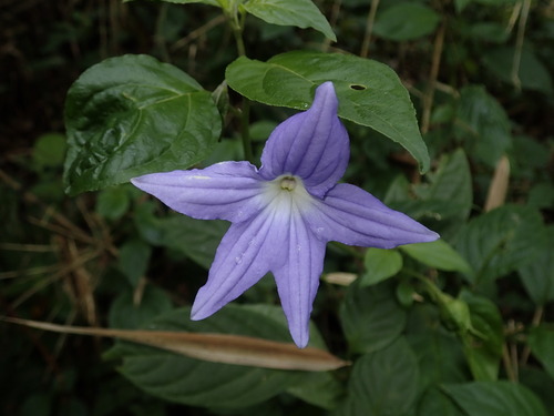 Image of Browallia speciosa by (c) Nolan Exe, some rights reserved (CC BY)
