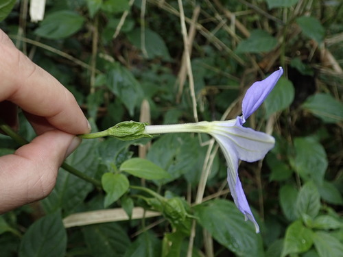 Browallia speciosa, photograph 4