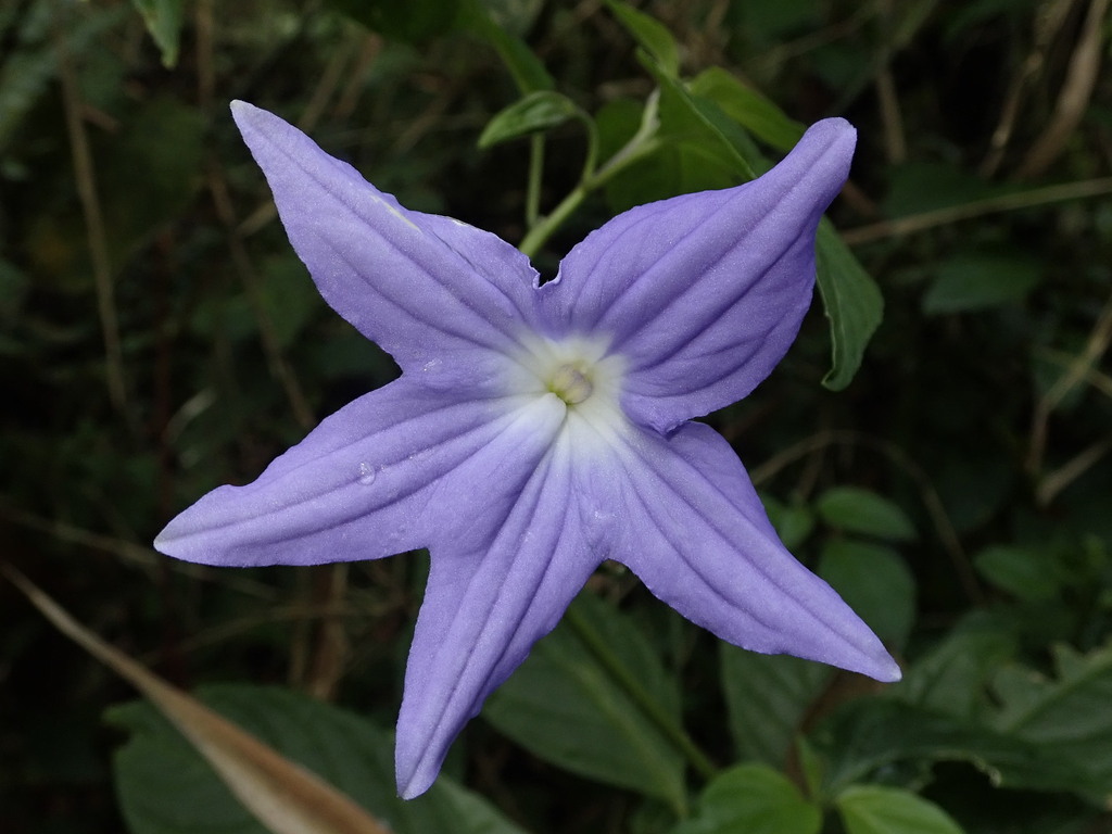 Browallia speciosa; photograph (c) Nolan Exe, some rights reserved (CC BY)