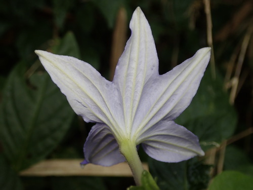 Browallia speciosa, photograph 5