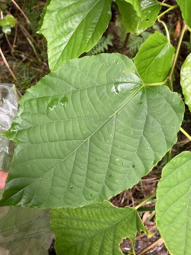 Alangium premnifolium iNat (1)