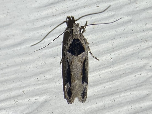 Walsingham's Moth photo 3