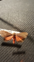 Virbia laeta