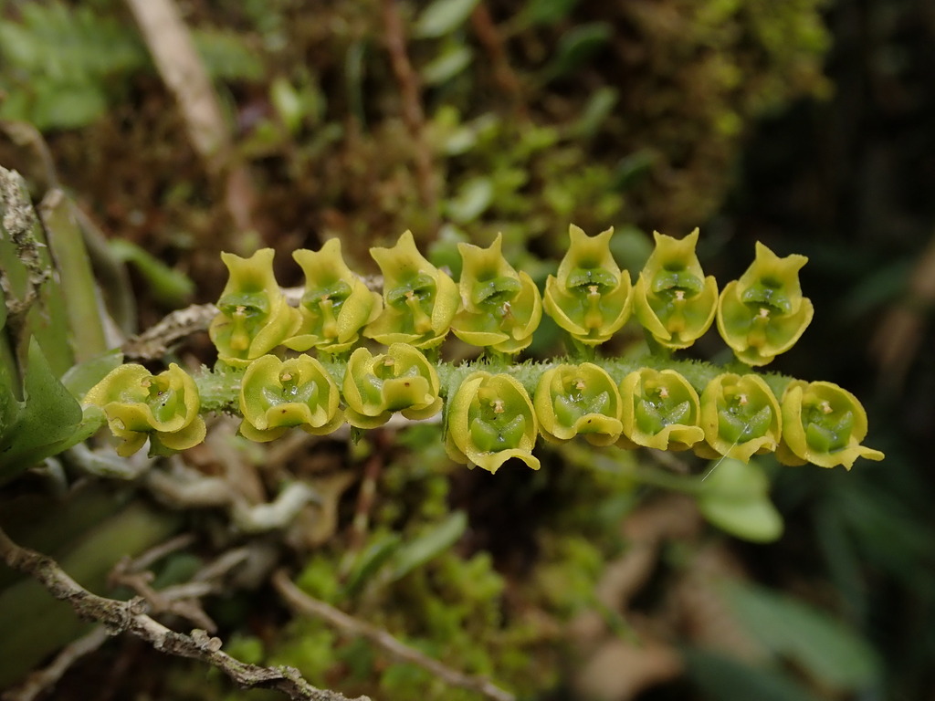 Ornithocephalus ecuadorensis
