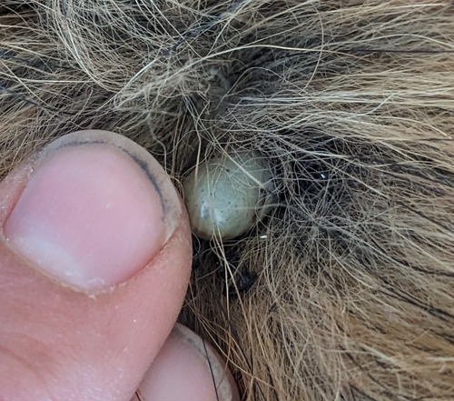 Brown Dog Tick photo 6