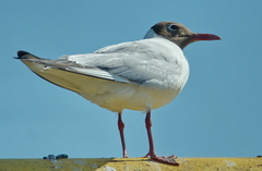Chroicocephalus ridibundus