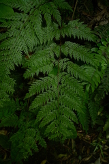 Leptolepia novae-zelandiae