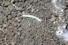 Scutigerellidae