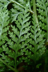 Leptolepia novae-zelandiae