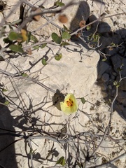 Gossypium armourianum