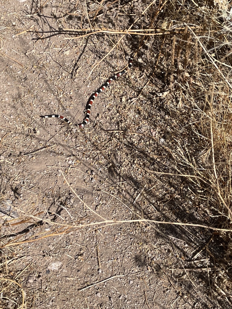 Photo inspiration: Visual Reference: Sonoran Coralsnake From Pinal County Az Usa On May 31