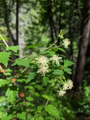Neviusia cliftonii, photograph (c) Kayla Sweeten, some rights reserved (CC BY)