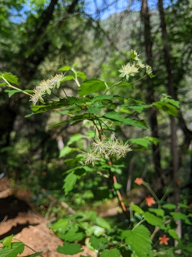 Neviusia cliftonii, photograph 4