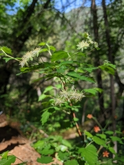 Neviusia cliftonii, photograph (c) Kayla Sweeten, some rights reserved (CC BY)